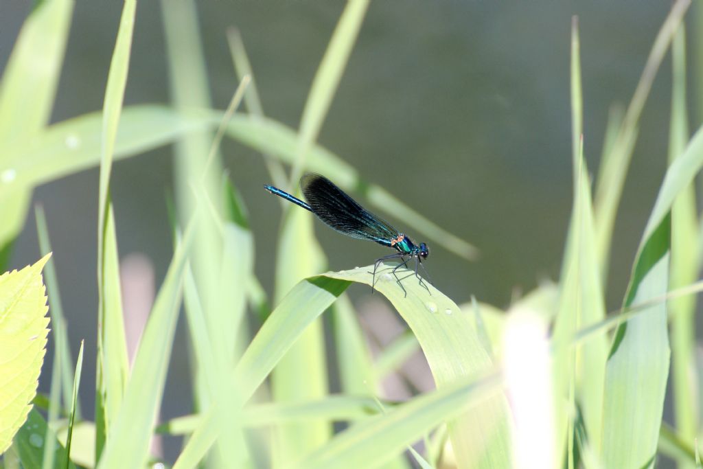 Calopteryx virgo? No, Calopteryx splendens maschio